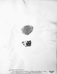 Fuscidea cyathoides image